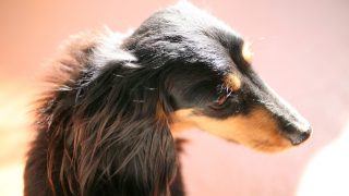 ミニチュアダックスの重度ヘルニアから来る麻痺が進行性脊椎軟化症になる?!